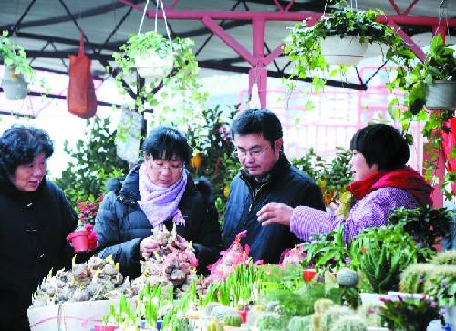 金华：新年盆栽花木走俏 花市生意红火