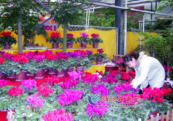 节日花卉市场上花卉品种繁多