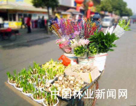 南京鲜花小贩成流动风景线 还方便了市民购买