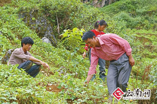 要“青山”也要“金山” 普洱市大力推进中低产林改造