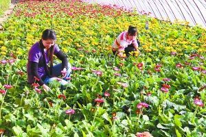 平谷70万支非洲菊供应节日市场