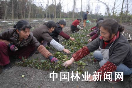 图为近日和盛镇的花农在扦插红叶石楠枝条，这些苗木在新春之际即可成规格、大批量出售。