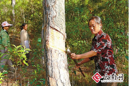 要“青山”也要“金山” 普洱市大力推进中低产林改造