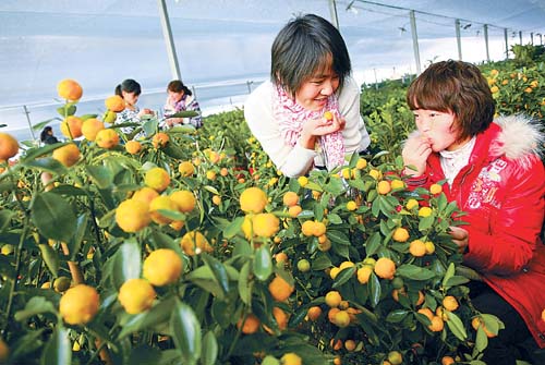 济南花卉市场销售十分红火