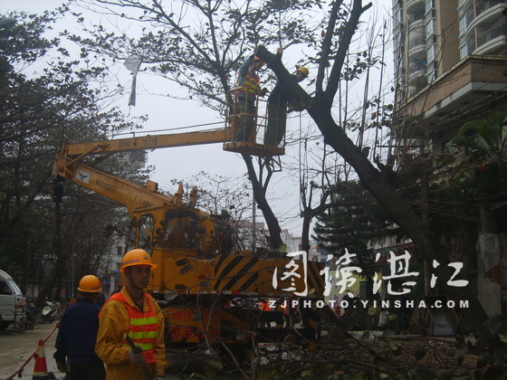 湛江：园林工人给路树锯株减压 预防路树倒下