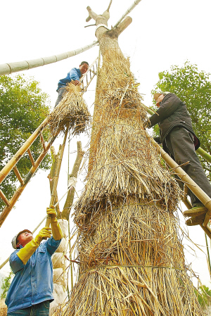 温州：高近8米的榆树“穿”上防寒稻草