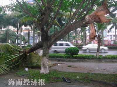 椰子树“飞”上路边的景观树