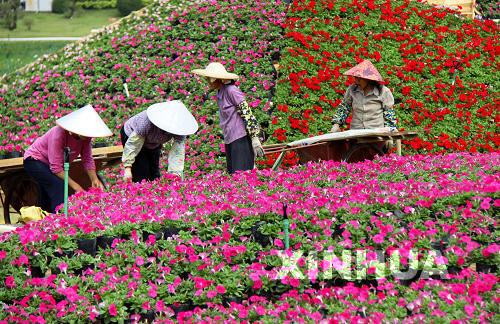 广西南宁百万鲜花迎盛会（组图）