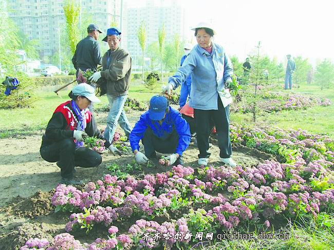 齐齐哈尔：13万宿根花装扮秋季鹤城