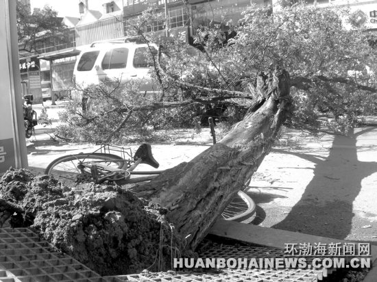 唐山：学院路大树倒地 砸中路人（图） 