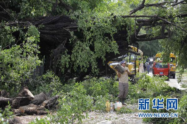 古巴：遭风暴袭击 大树被大风刮断