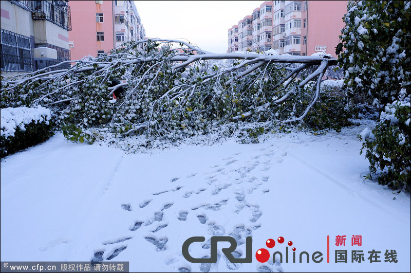 黑龙江大庆普降大雪 积雪压断大树