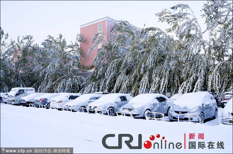 黑龙江大庆普降大雪 积雪压断大树