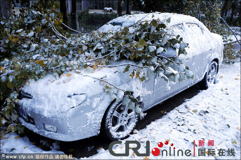 黑龙江大庆普降大雪 积雪压断大树