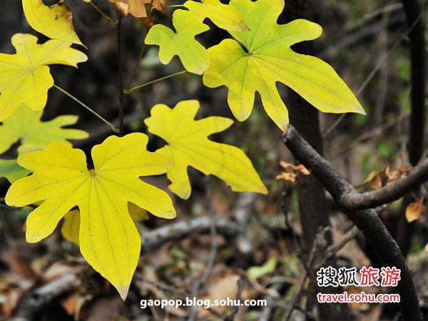 赏山赏树赏秋香 京郊秋游必选之地：上方山