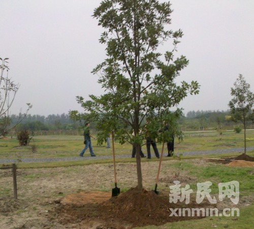 全球150名植物园园长和植物专家植树倡环保