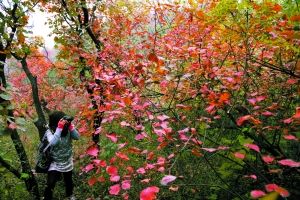 北京市园林绿化局首次发布观赏彩叶12景区名单