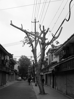 温州：大树扰民 被“剃光头”