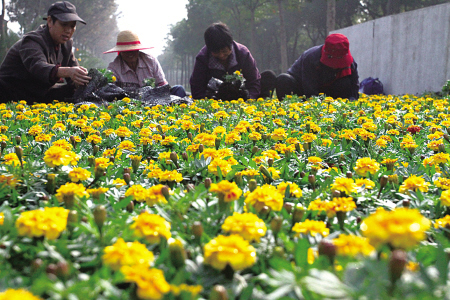 宁波：五十万盆鲜花镇海争艳（图）