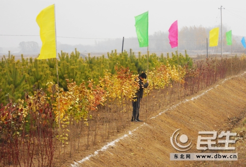 黑龙江宝泉岭分局江滨农场砍伐树木系公路绿化改造工程