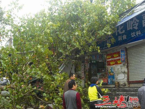 宜昌：大树突然倒下砸坏两家店铺 事发桃花岭