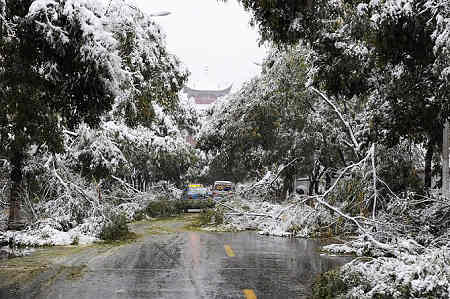 甘肃酒泉12万株树被大雪压折 中小学校停课