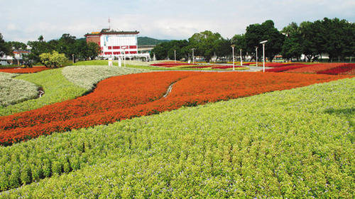 台北花博抢先看：625万株花卉 圆山展区花海壮观（图）