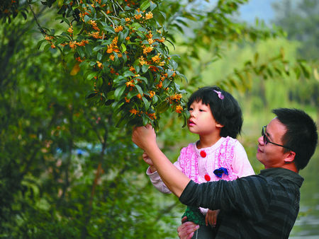 杭州：满城桂花香，萧山赏桂去处多