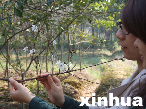 武汉：东湖樱园十月樱花绽放（图）