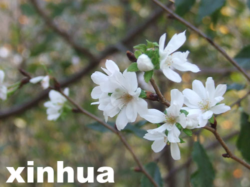 武汉：东湖樱园十月樱花绽放（图）