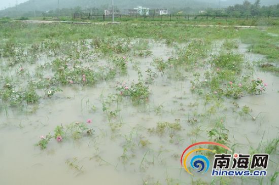 三亚千亩玫瑰园区花圃被积水淹没