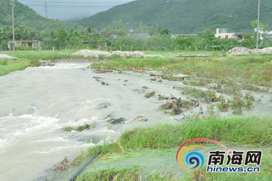 特大暴雨致三亚千亩玫瑰园区积水成河