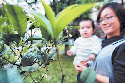 长沙：桂花迟开香浓更胜往年 市民还可享受10天满城芬芳