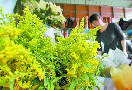 陈寨花卉市场里的一枝黄花