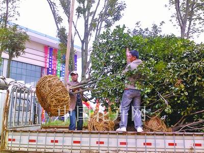 四川茶花异乡“摆摊”收获多 后续发展有待政企齐出力