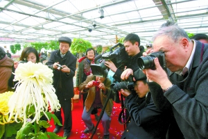 北京：秋冬“斗菊”习俗重现京城