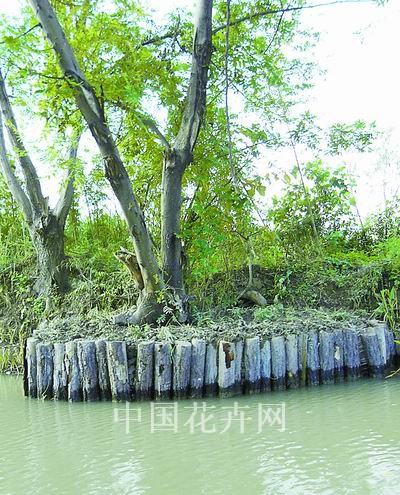 生态护岸营构和谐景致 记杭州西溪湿地三期工程