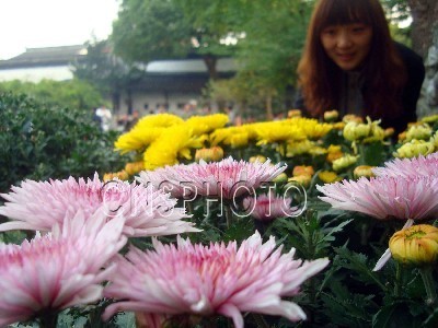 江苏：苏州园林菊花展亮相狮子林