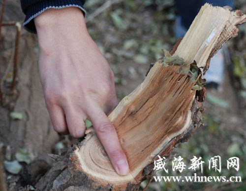 威海：塔山公园20多棵树遭毁灭性盗伐 或为居民烧火用