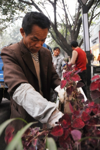 南充：主城区开始更换耐寒花（图）