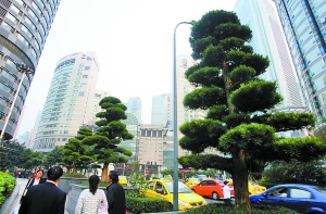 位于渝中区临江门公路边的盆景