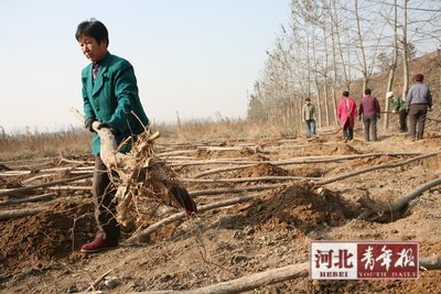 在石环公路沿线，工作人员正忙着植树 