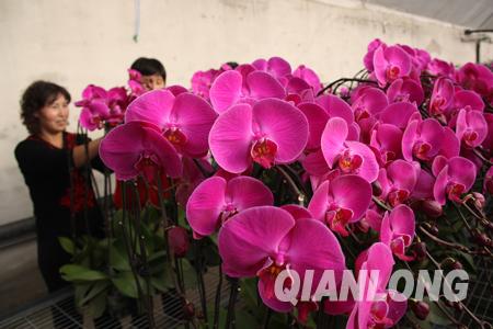 八达岭里炮村温室大棚“帮助”4.5万株蝴蝶兰开放