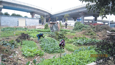 公共绿地竟成“私家菜园”