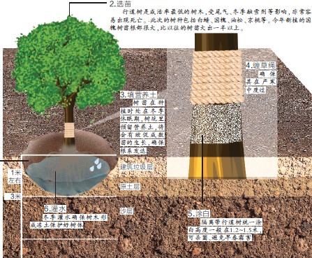 沈阳今冬植树减少3/4 保成活率