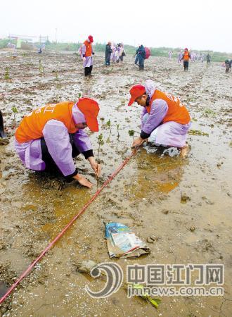 广东：两年种植5000亩红树林