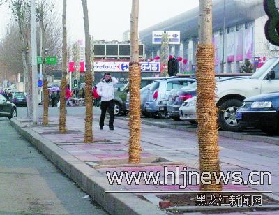 图为黄河路靠近红旗大街路段树干上捆着草绳。