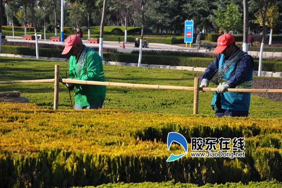 山东：莱山区做好冬季树木防护工作