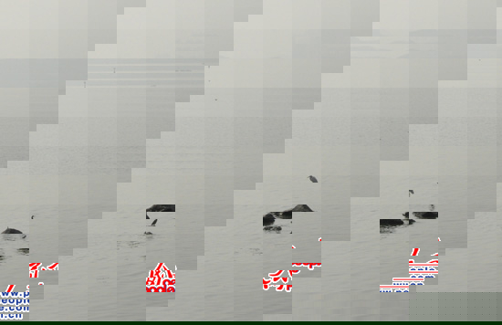 海面上停着的水鸟，对面便是香港