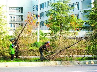 合肥：文忠路上一年死掉500棵行道树